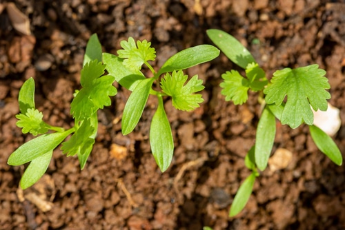 cilantro plant cilantro plants growing in brown soil