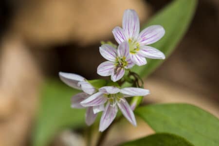 7 Native Flowers that Grow in New Jersey