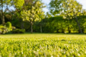 A very clean and fresh grass