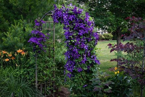 purple clematis vines and flowers