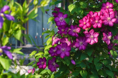 Dark pink clematis that are in bloom provide a beautiful aesthetic to the garden