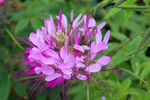 cleome plant beautiful leaves shape of cleome plant