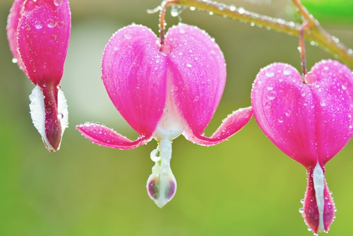 A closeup picture of bleeding heart flower with some water droplets
