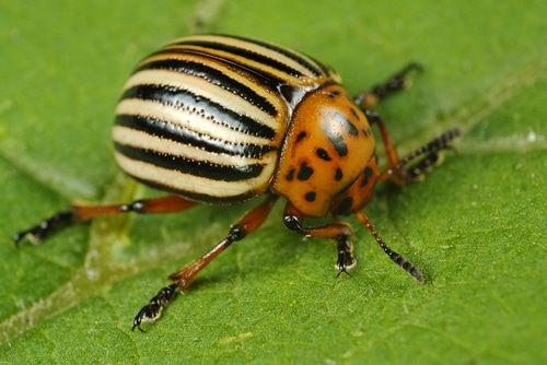 A closeup picture of a potato beetle on a green leaf