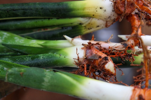 A close up picture of a sansevieria roots that are exposed and out of soil.