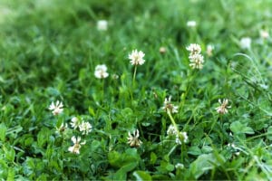 fresh clover grass with flowers