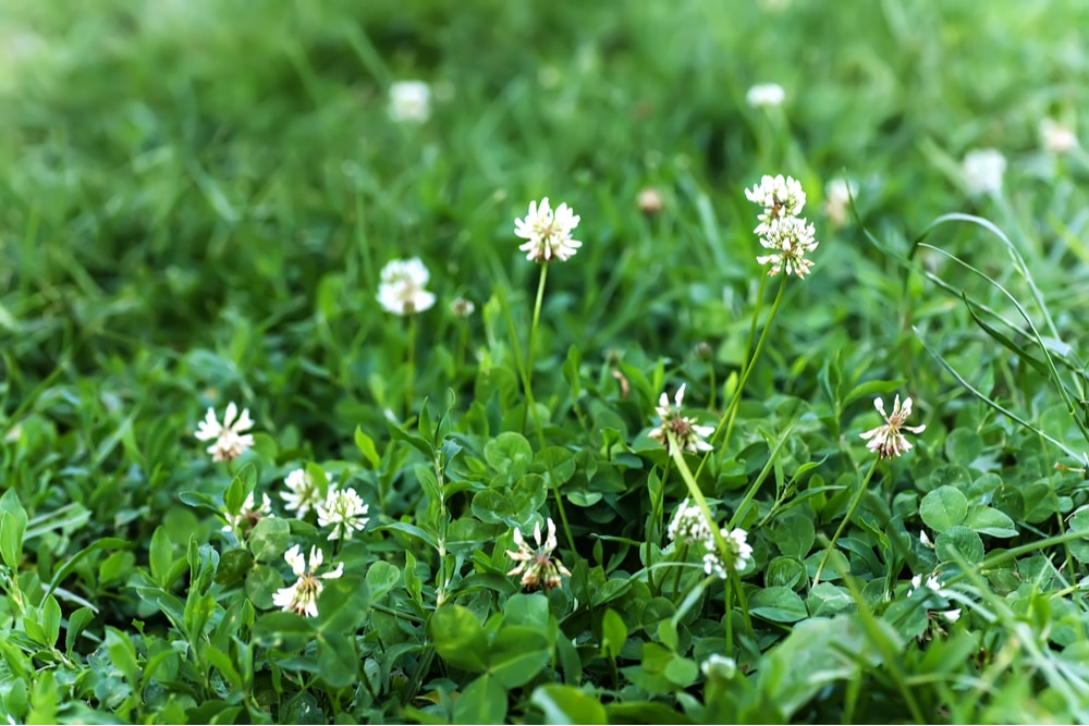 What Type of Clover is Best for Lawns? 