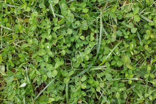 How to Plant Clover in Existing Lawn