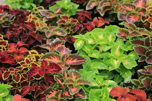 beautiful bunch of red and green of coleus plant