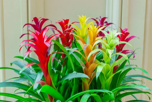 Colorful bromeliad as indoor houseplants