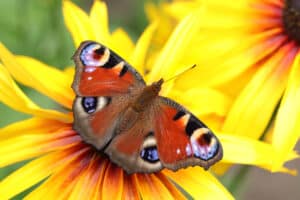 beautiful butterfly sitting on a yellow flower