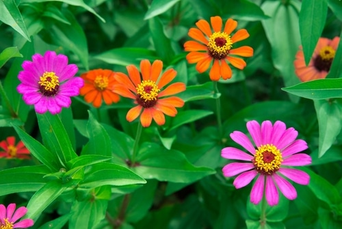 Colorful zinnia flowers in a garden.