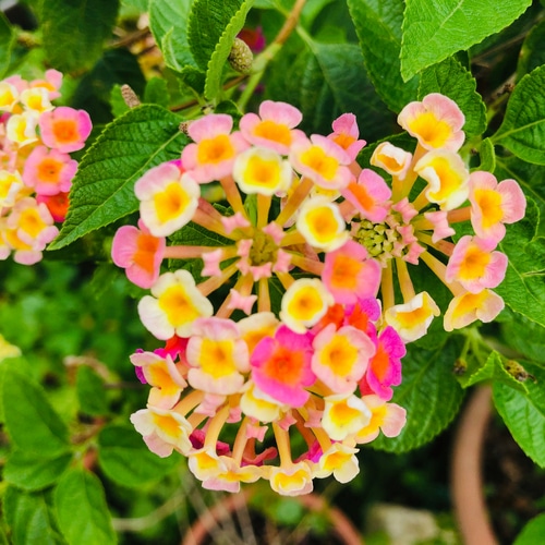 colorful lantana flowers blooming in the garden