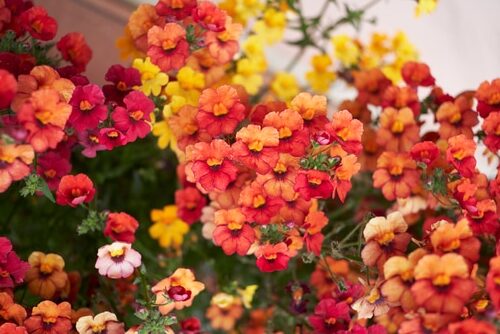 beautiful and colorful nemesia strumesa flowers