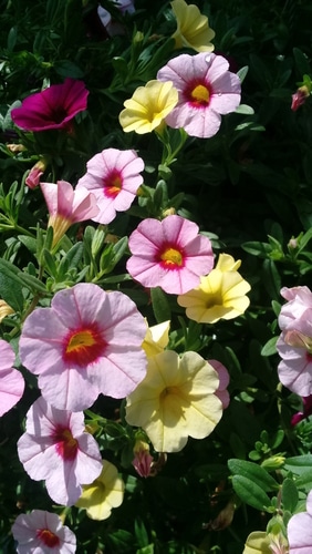 colorful petunias flower colorful petunias flowers in the garden