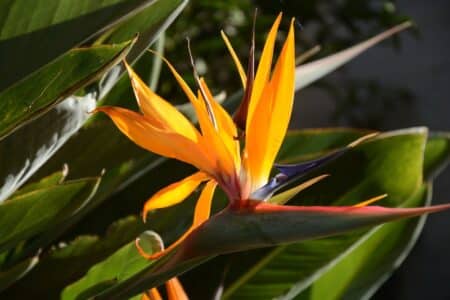 How to Care for Your Bird of Paradise Plant