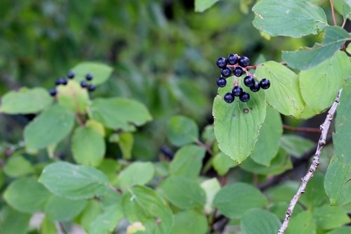 black buckthorn berries in the forest