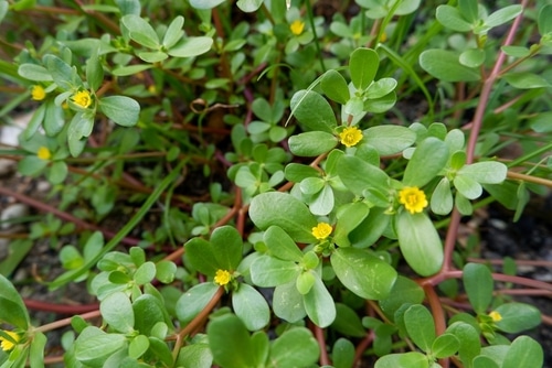 A common purslane plant growing out almost anywhere