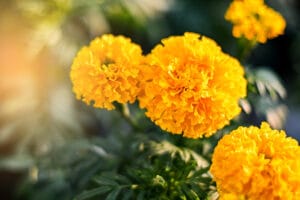 These yellow marigolds are planted next to other plants to deter insects
