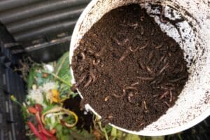 a bin full of compost earthworms