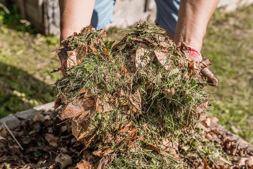 A person holding grass cuttings and fallen leaves for composting