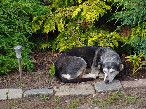 a dog sitting on a concrete paver