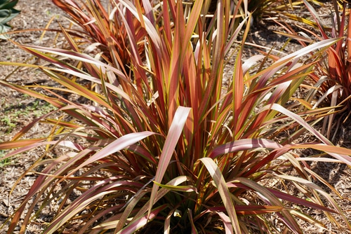 cordyline palm like shrub grass