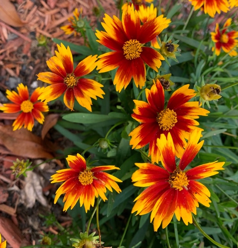 vibrant red and yellow coreopsis flowers