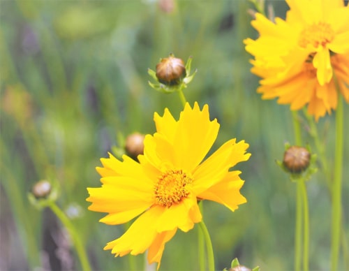 yellow coreopsis flowers in the garden