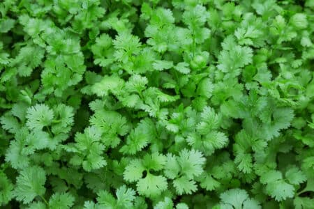 How to Care for Your Cilantro Plant