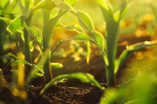 corn crops growing corn plants in the farm