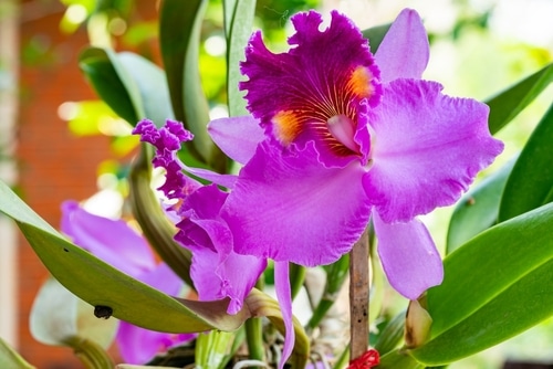 corsage orchids large blossoms of a corsage orchid