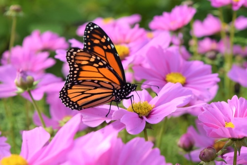 monarch butterfly sitting on the pink flower
