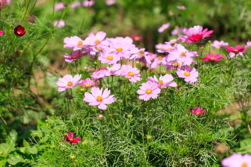 cosmos flowers beautiful pink cosmos flowers in garden