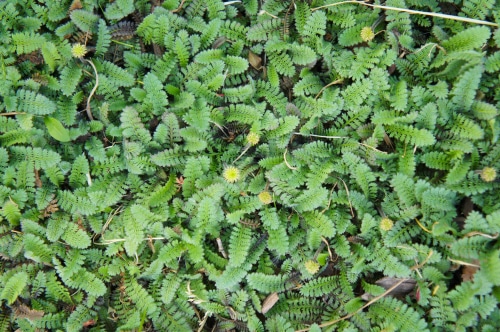 Green brass buttons specifically cotula leptinella spreading the ground.