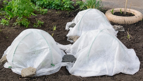 premature plants covered with sheets and blankets