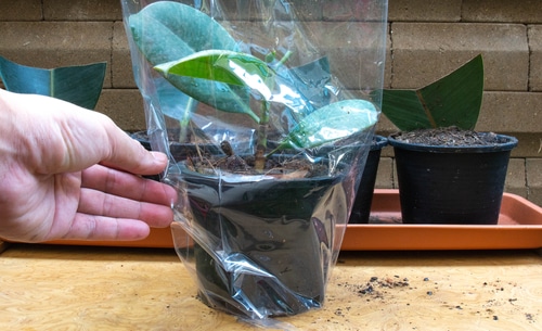 covering plant a man hand covering the whole plant