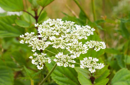 cow parsley cute and tiny white flowers of cow parsley