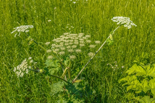 Cow parsnip growing in new york is poisonous