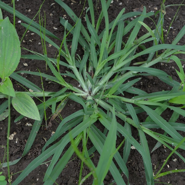 Crabgrass can be very stubborn and difficult to control