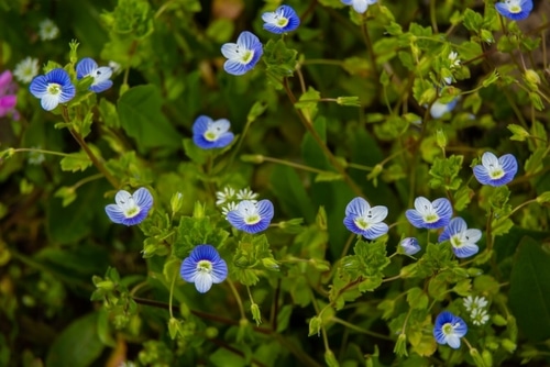 creeping speedwell little blue creeping speedwell flowers in the garden