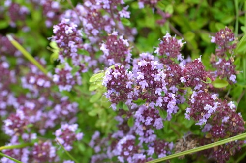 purple creeping thyme flowers
