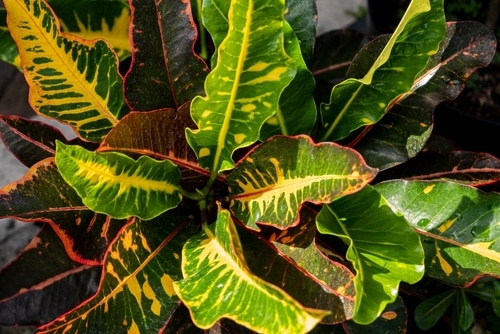The leaves of a croton plant receiving a sunlight.