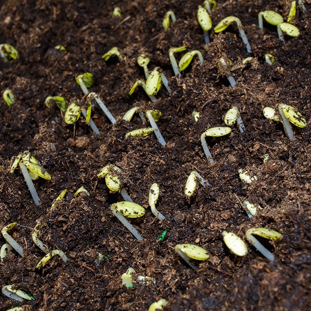 Cucumbers seedlings germinating from the soil