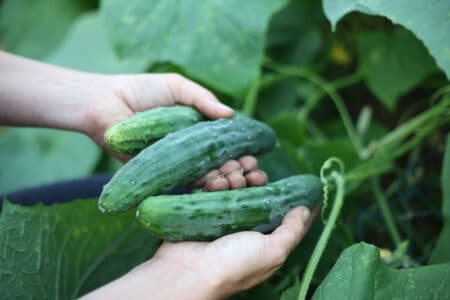 Cucumbers can grow nice and plump if given the proper care