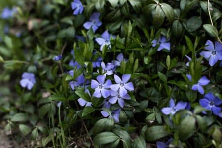 7 Purple Flowers to Grow in New Jersey