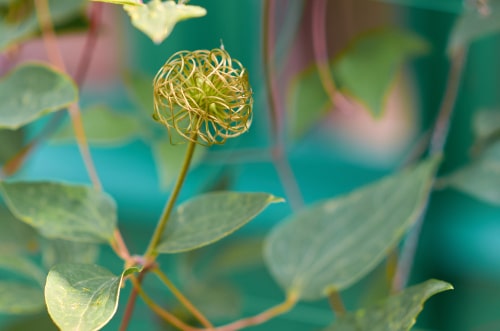 curlyhead clematis curlyhead clematis flowering plant