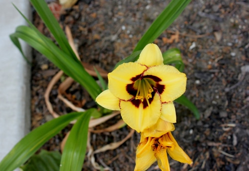 Custard colored candy daylily flower