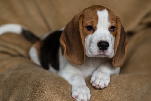 A very cute beagle puppy lying on bed