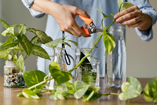 A woman cutting the stems of a pothos plant
